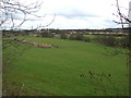 Grazing off Cumbernauld Road, Haggs