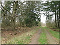 NN9118 : Forestry track by M J Richardson