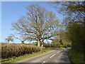 Large tree on Keysford Road