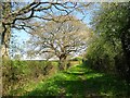 Green Lane near New Barn