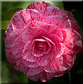 Camellia in Palmers Green, London N13