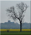 SK8782 : Tree and farmland near Stow by Mat Fascione