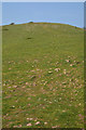 Sedgemoor : Grassy Hillside