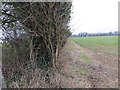 Hedge line view from Barford Down Triangulation Pillar