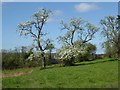 Trees in blossom