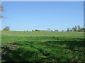 Grazing, Grafton Flyford