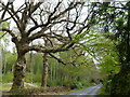 Goddards Green Road  Benenden