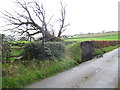 Windblown tree near Waen Fawr farm