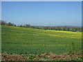 SP0560 : Oilseed rape crop near New End by JThomas