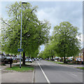 Mowbray Road: spring leaves