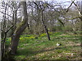 Woodland with marsh marigolds