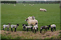 Sedgemoor : Grassy Field & Sheep