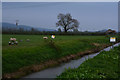 Sedgemoor : Cheddar Yeo