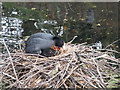 Coot Family, New River Loop, Enfield