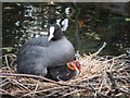 Coot Family, New River Loop, Enfield