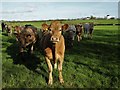 Inquisitive bullocks west of Llynnon Mill