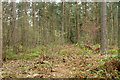 SJ5470 : Woodland on the south side of Blakemere Moss, Delamere Forest by Mike Pennington