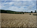 Landscape view from field next to bridge on Monmouthshire and Brecon Canal