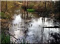 The Carp Pond, St Helen