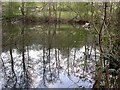 Duck Pond in St Helen