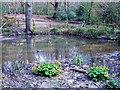 Woods Pond in St Helen