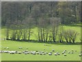 Sheep in a field below Nurdens Wood