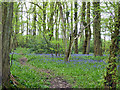 Bluebells, Fudge Copse