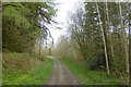SO3968 : Logging road, Wigmore Rolls by Richard Webb