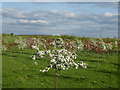 Blossom alongside the new A2