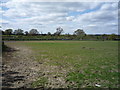 Grazing, Galley Lane Farm