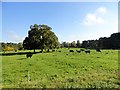 NZ1646 : Cattle beside the B6301, Lanchester by Robert Graham