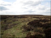 SE8498 : Route  of  the  Lyke  Wake  Walk  over  Goathland  Moor by Martin Dawes