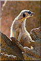 Meerkat (Suricata suricatta) at Chester Zoo