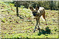 African Painted Dog (Lycaon pictus) at Chester Zoo