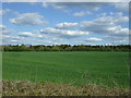 Crop field north of Essendon 