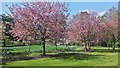 Harris Garden, Whiteknights Park, University of Reading