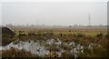 Walthamstow Marshes