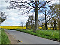 Marked potholes at lane edge