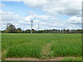 Wheat field south of Mendlesham