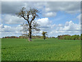 Trees in wheat field