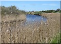 SZ8797 : Watercourse and reeds near Pagham Wall by Rob Farrow