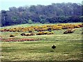 Flowering gorse near Mill Farm, Hastings