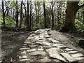 Roughly paved path through Ecclesall Woods