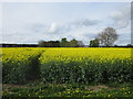 Oilseed rape at Flawford