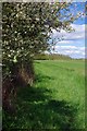 Blossom by the Path to Butt Hatch Farm