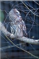 Great Grey Owl (Strix nebulosa) at Chester Zoo