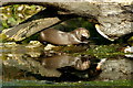 Giant Otter (Pteronura brasiliensis) at Chester Zoo