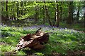 Bluebells in Ring Grove