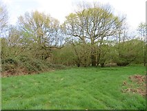 SU5952 : Clearing within Wootton Copse by Mr Ignavy