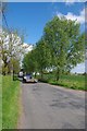 Roadside Willows in Cooksmill Green